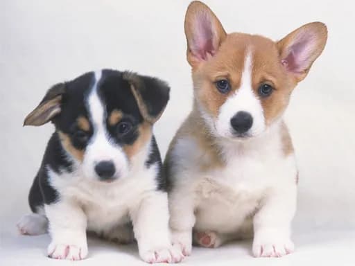 Şirin Yavru Köpekler Bulmacası
