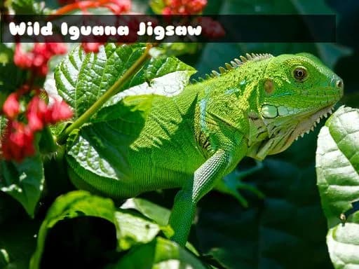 Yerli Iguana